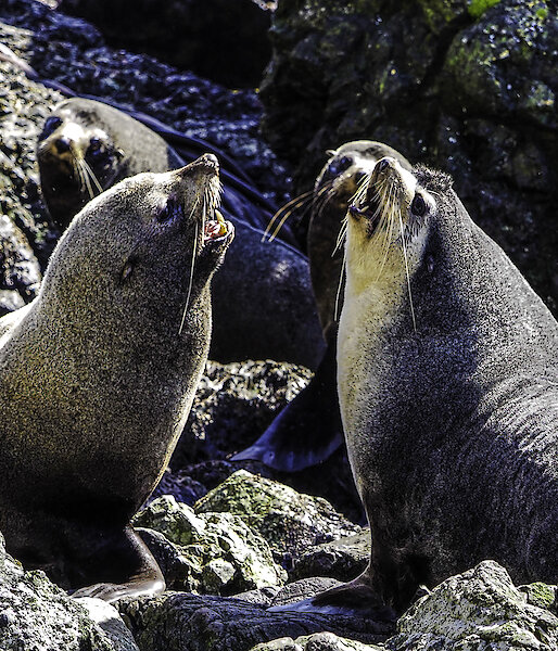 A group of fur seals on the rocks.  Two large males at the centre of the image.