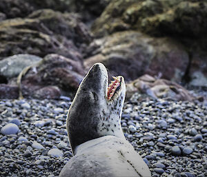 A leopard seal on the pebble beach with it's head raised and mouth open