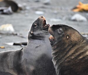 A close up of two large sea lions on the beach