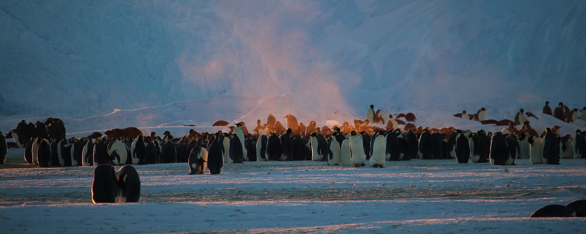 Steam rises from emperor penguin huddle on ice at Auster Rookery in winter