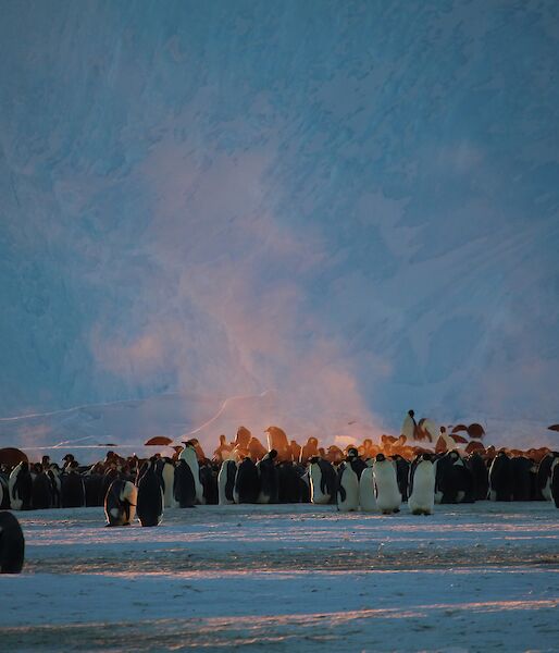 Steam rises from emperor penguin huddle on ice at Auster Rookery in winter