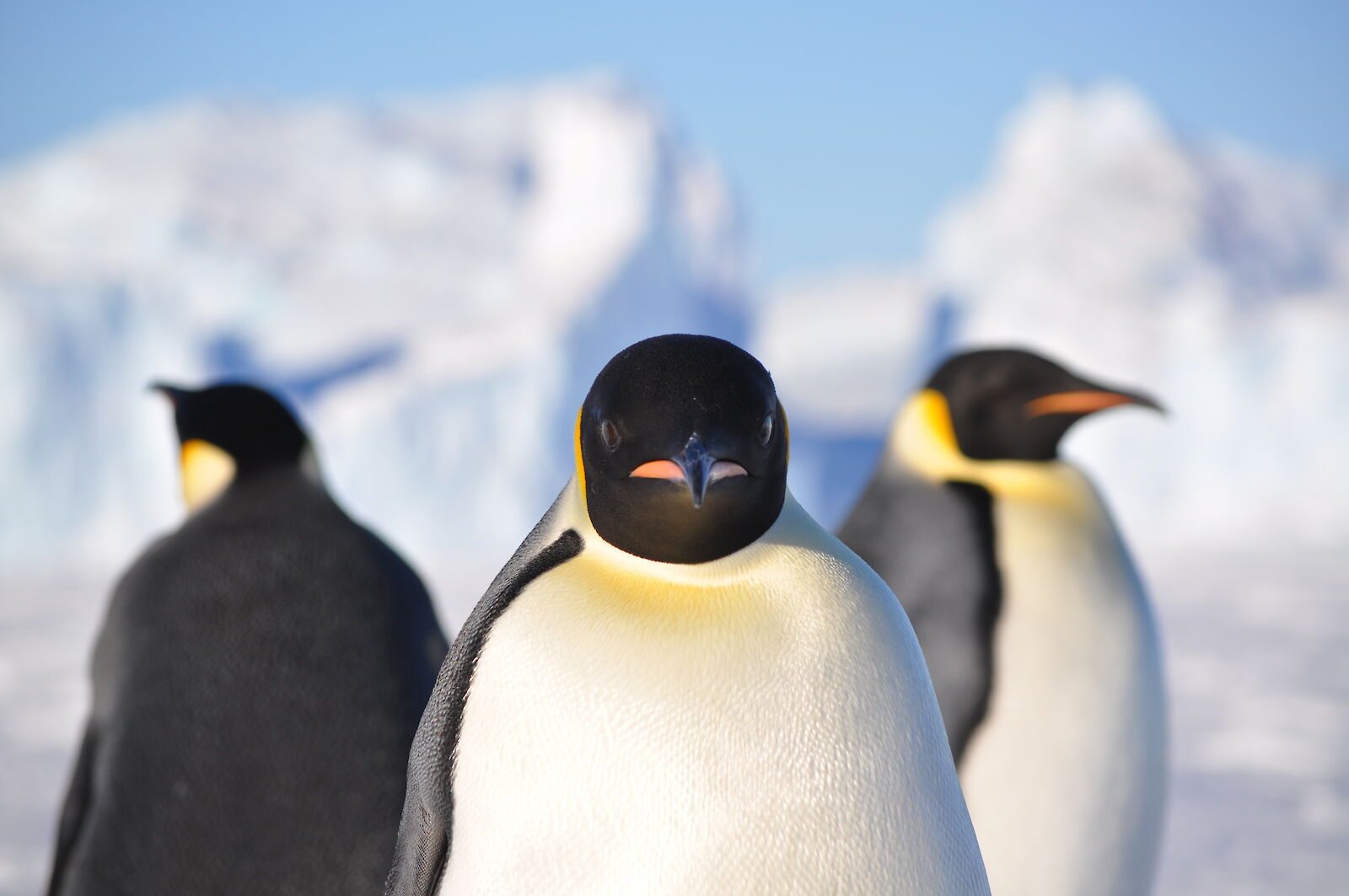 Emperor Penguins Face Extinction Risk From Antarctic Sea Ice Loss 5 