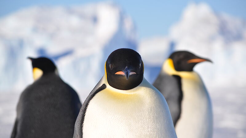 Three healthy Emperor penguins