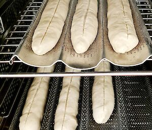 Six uncooked french sticks being loaded in to an oven