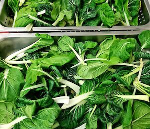 Two catering trays filled with various leafy greens