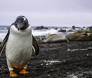 A close up of a gentoo penguin on the beach looking straight at camera.  Seals can be seen in soft focus in the background