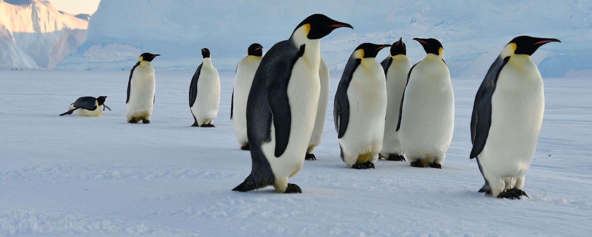 A group of inquisitive emperor penguins with a large ice berg in the background.