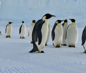 A group of inquisitive emperor penguins with a large ice berg in the background.