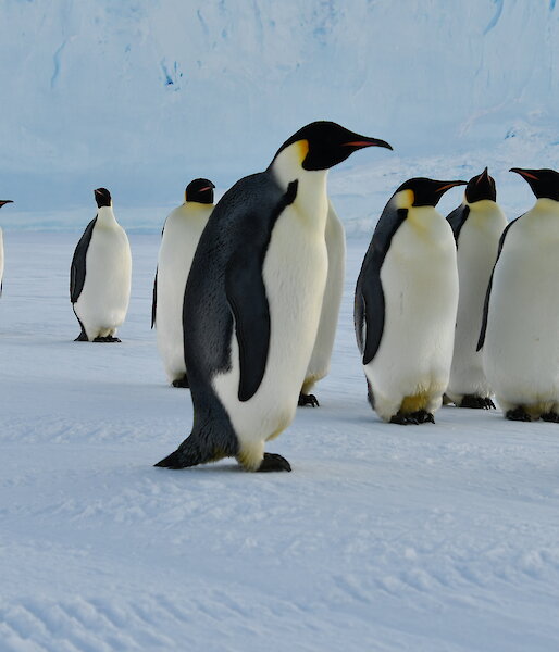 A group of inquisitive emperor penguins with a large ice berg in the background.
