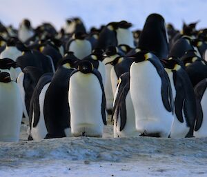 Two emperor penguins standing in front a large group of birds, both have a small chick on their feet.