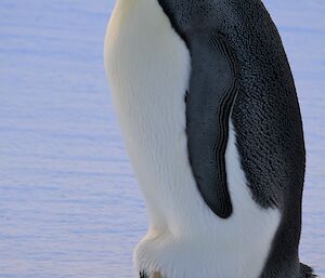 Large emperor penguin with a piece of egg shell caught on his feet.