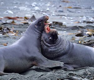 Two seals play amongst the black sand and brown kelp