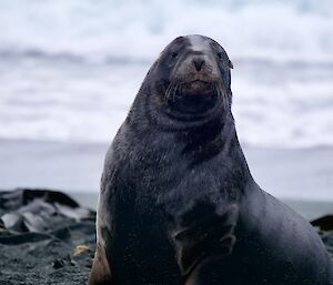 Seal sits on the black sandy beach as white waves break behind him