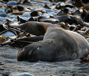 Seal lying on the black sandy beach