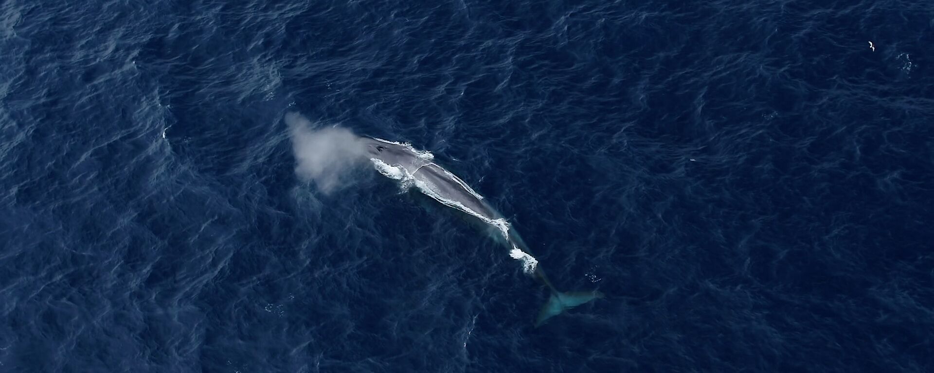 An aerial image of an Antarctic blue whale in the ocean.