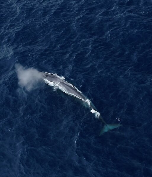 An aerial image of an Antarctic blue whale in the ocean.