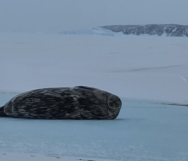 A pregnant Weddell seal lying on some sea ice.