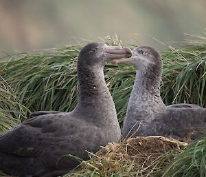 Two albatross sit facing each other in a nest