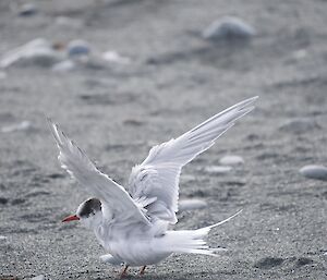 A white bird, with a black head and red beak, on the sand with its wings spread