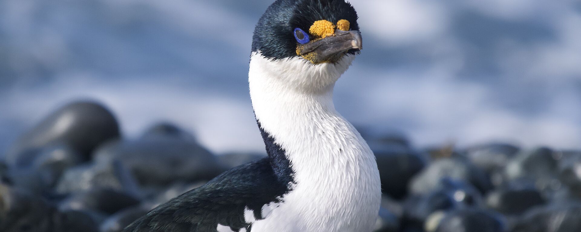 A black and white bird with bright blue eyes stands on a pebble shore