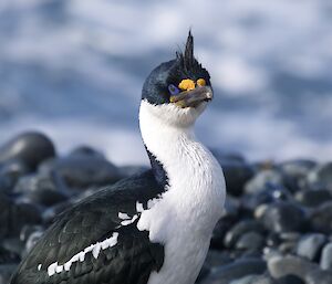 A black and white bird with bright blue eyes stands on a pebble shore