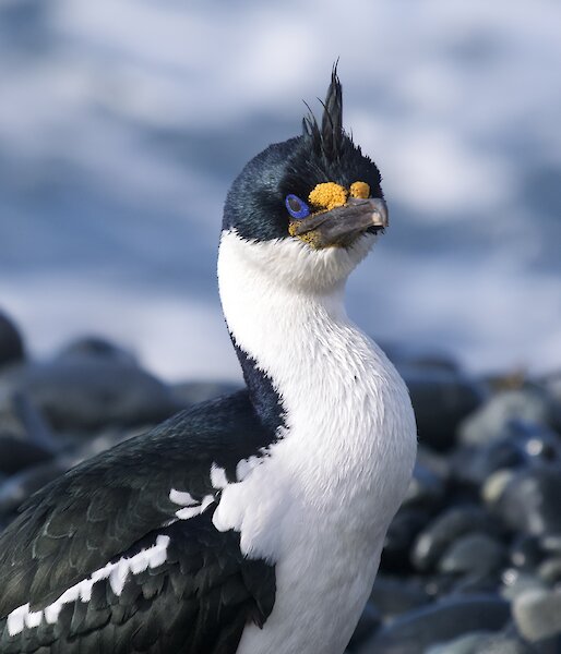 A black and white bird with bright blue eyes stands on a pebble shore