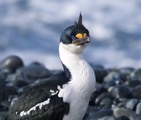 A black and white bird with bright blue eyes stands on a pebble shore
