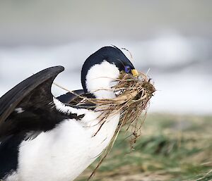 A black and white bird holding a clump of dry grass in its beak