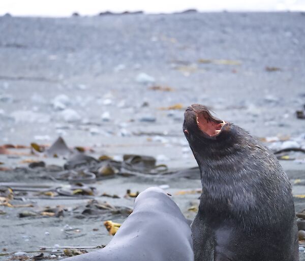 Two squabbling seals on a beach, one with its mouth wide open showing its teeth