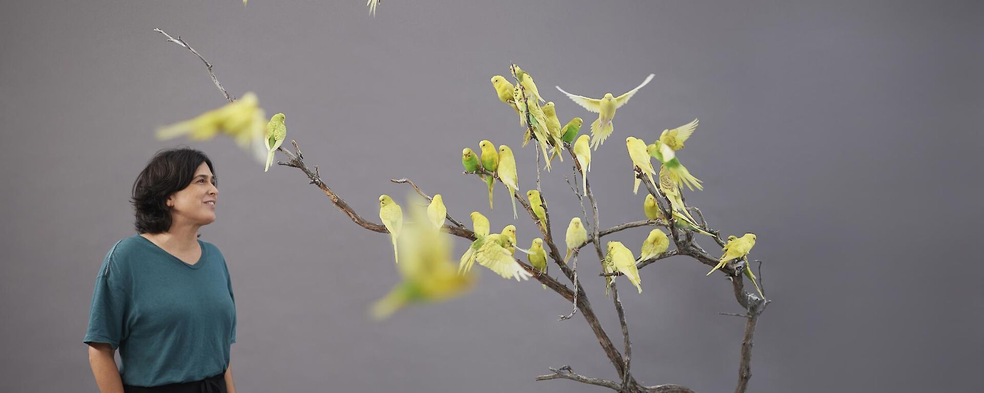 A lady stands beside a small tree full of yellow  budgerigars