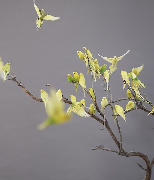 A lady stands beside a small tree full of yellow  budgerigars