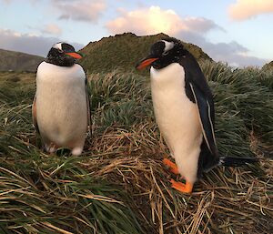 Two Gentoo penguins sit in a green tussock of vegetation