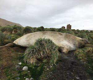 Large brown Elephant seal lies in the green tussock grass