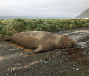 Large Elephant seal lies across the full length of a gravel road