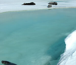 A Weddell seal in a water channel in sea ice, with three seals basking on sea ice nearby.