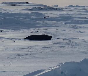 A lone seal basking in winter sunshine on the sea ice