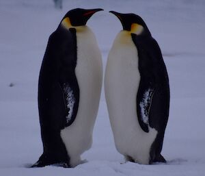 Two Emperor penguins stand facing each other in the snow