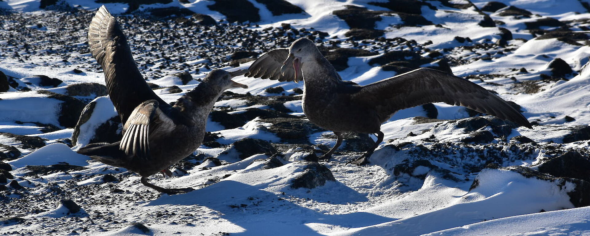 Two Southern giant petrels with wings spread as they stake their territory