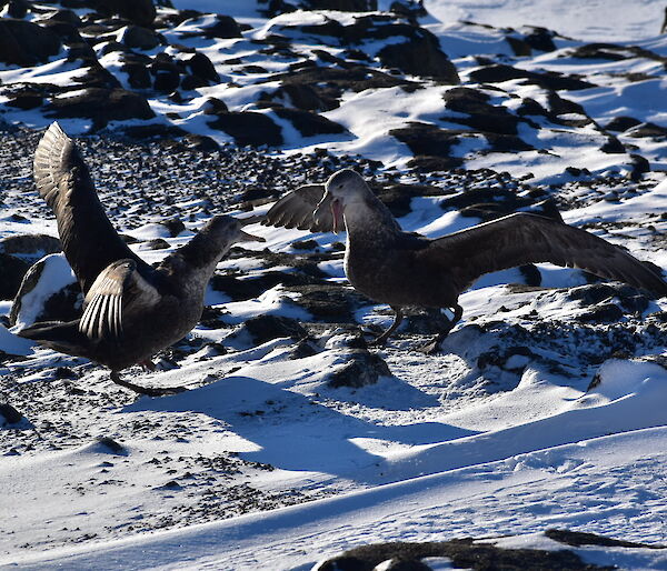 Two Southern giant petrels with wings spread as they stake their territory