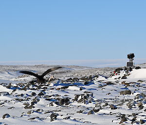 A camera overlooks the bird colony amidst a rocky snow covered landscape