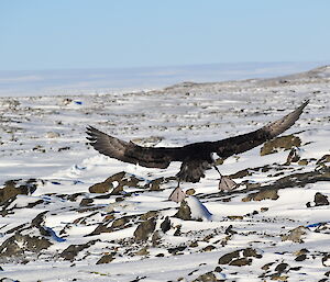 Rear view of a large black bird in flight over snow covered rocks