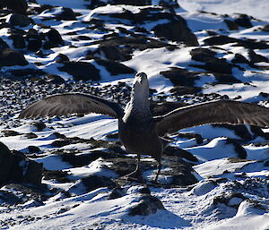 A large grey bird with wings outstretched as it stands on snow covered rocks