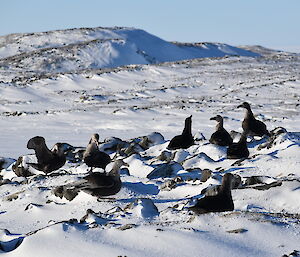 Southern giant petrels returning to their nesting sites amongst the snow covered rocks