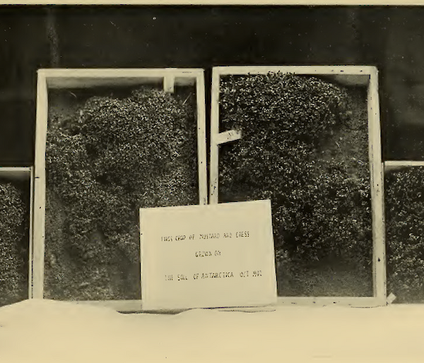 A black and white image of 4 boxes containing a mustard and cress crop.  A sign in front reads "This crop of mustard and cress grown from the soil of Antarctica October 1902"