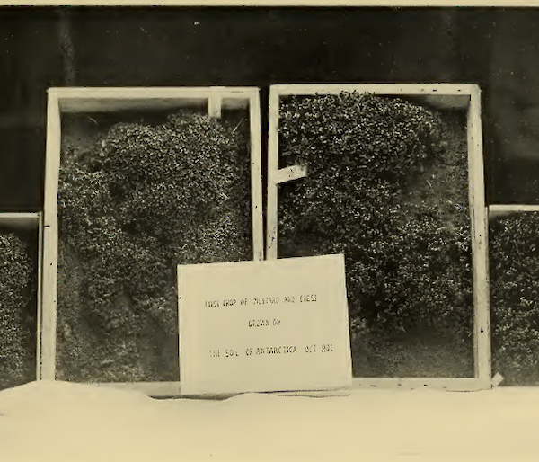 A black and white image of 4 boxes containing a mustard and cress crop. A sign in front reads "This crop of mustard and cress grown from the soil of Antarctica October 1902"