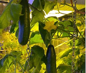 Several large cucumbers growing under hydroponic lighting