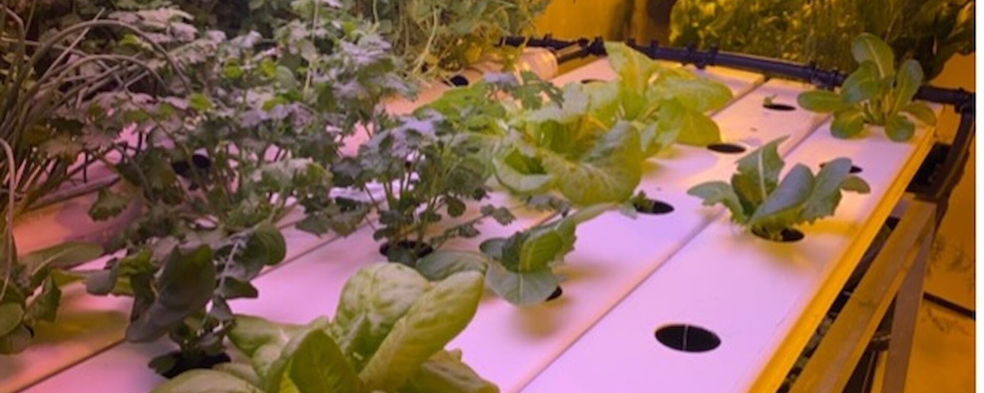 A hydroponic shed with several large leafy vegetables growing under strip lights