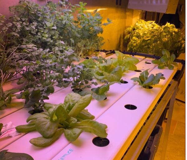 A hydroponic shed with several large leafy vegetables growing under strip lights
