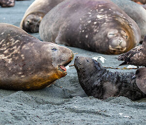 A seal pup and mum lie nose to nose with birds and other seals around them