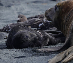 A newborn seal lies in the sand beside its mother still with parts of the umbilical cord attached